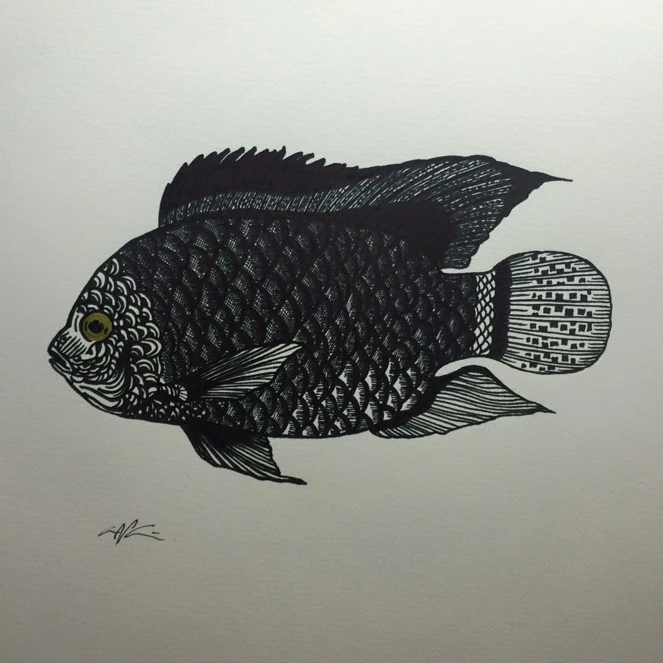 Tilapia