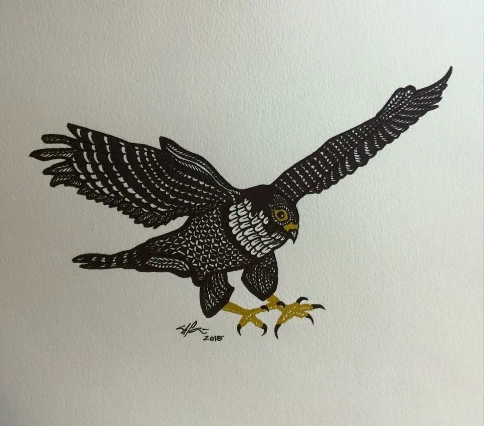 Peregrine Falcon.JPG