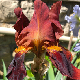 rust iris.jpg