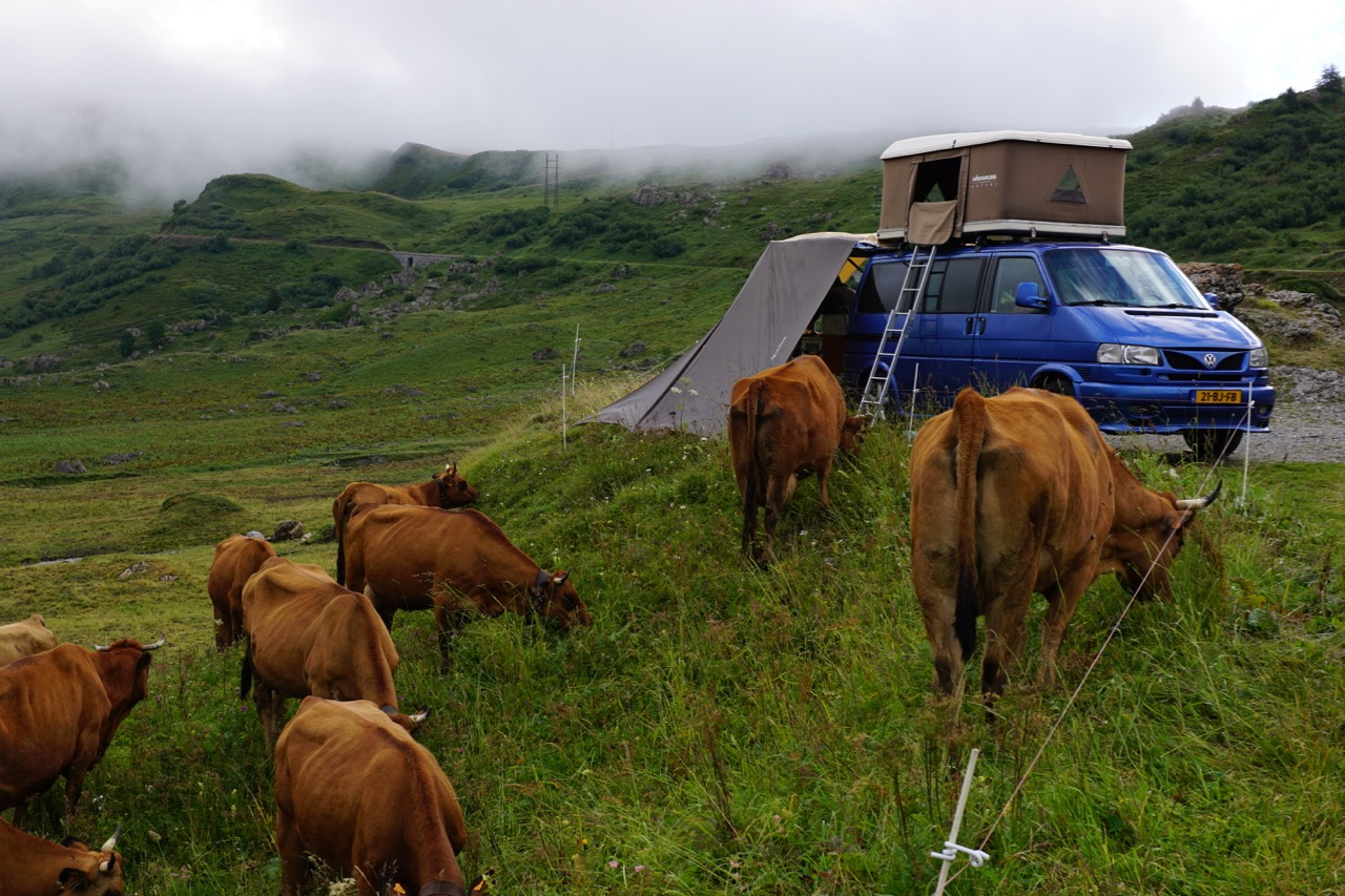 Waking up on the roof with cows