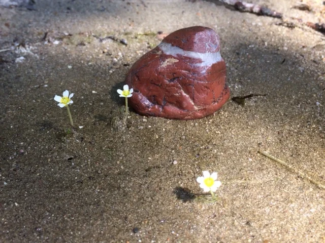 L'art de s'enraciner, se laisser aller et rire