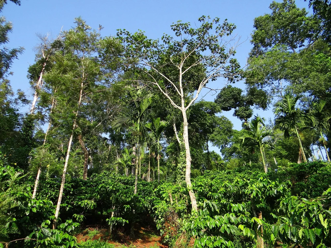 A shade-grown coffee farm. The coffee plants are the middle layer with the oval shaped leaves. Notice the differences compared to the wheat field.