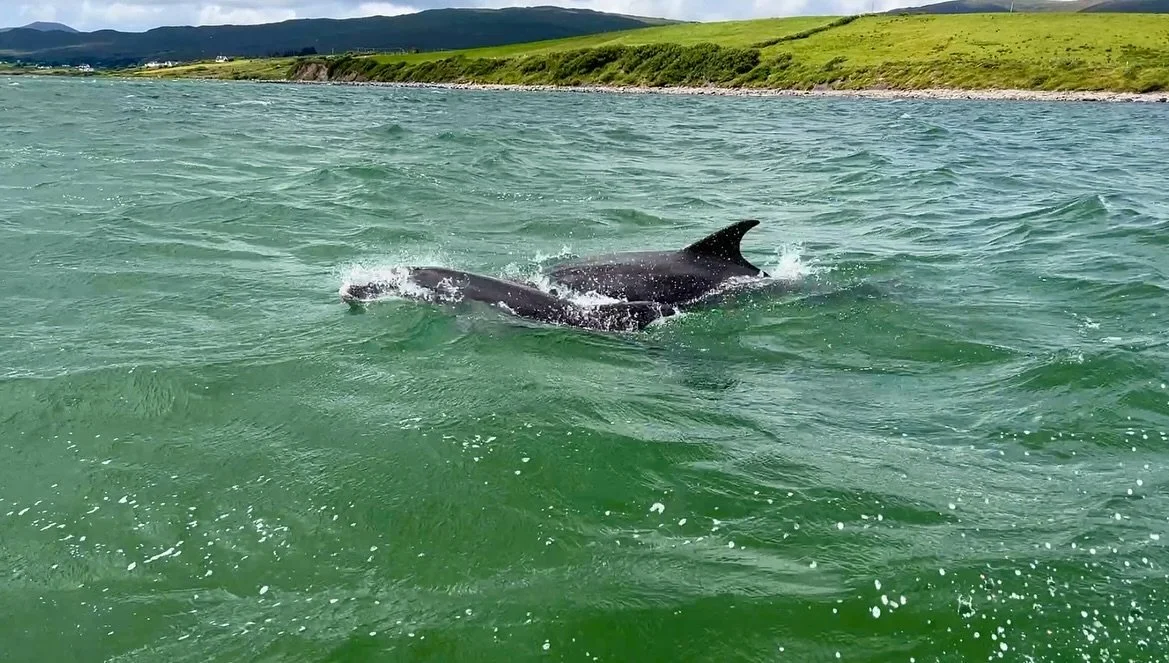 A very special afternoon with some wild visitors! 🐬 

A quick spin out on the boat turned into quite the adventure when we were joined by two adolescent bottlenose dolphins ! None of us had ever seen them so close to the shore. They stayed with us, 