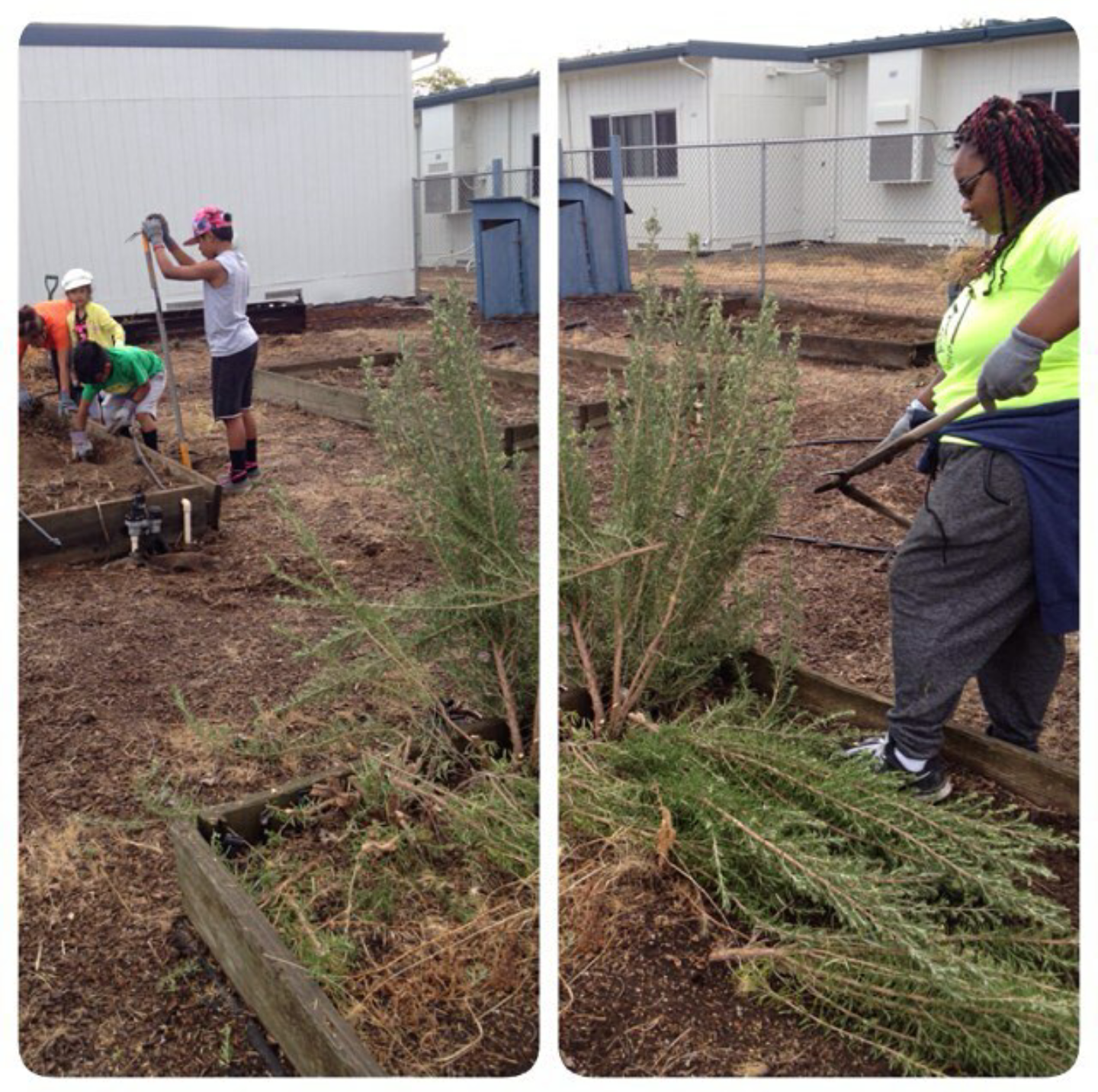 Helping to get Garden up and running again at a school in Lincoln, CA.