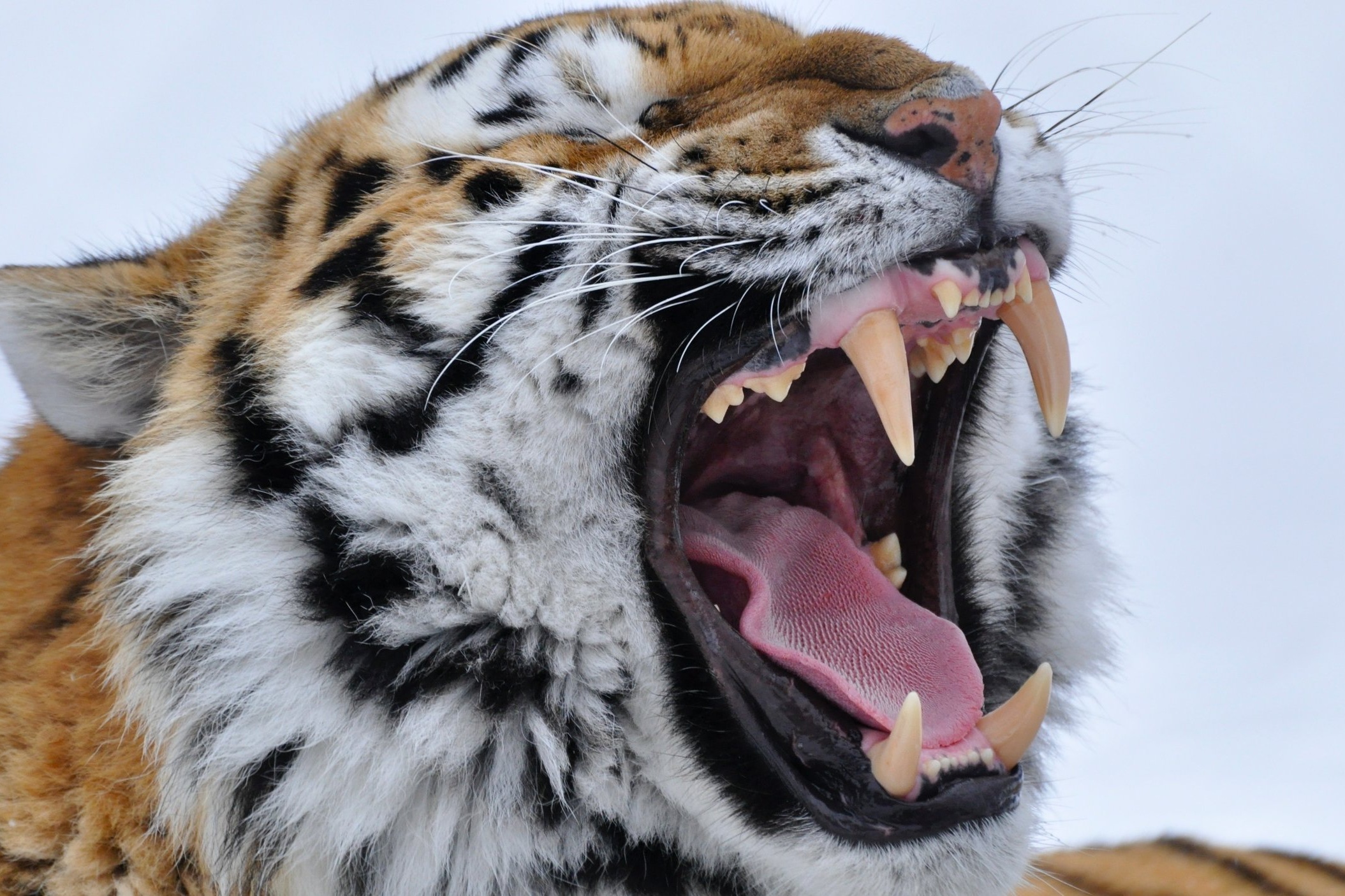Тигразубик. Зубы тигра. Клыки тигра. Тигриные зубы. Зубы тигра фото.