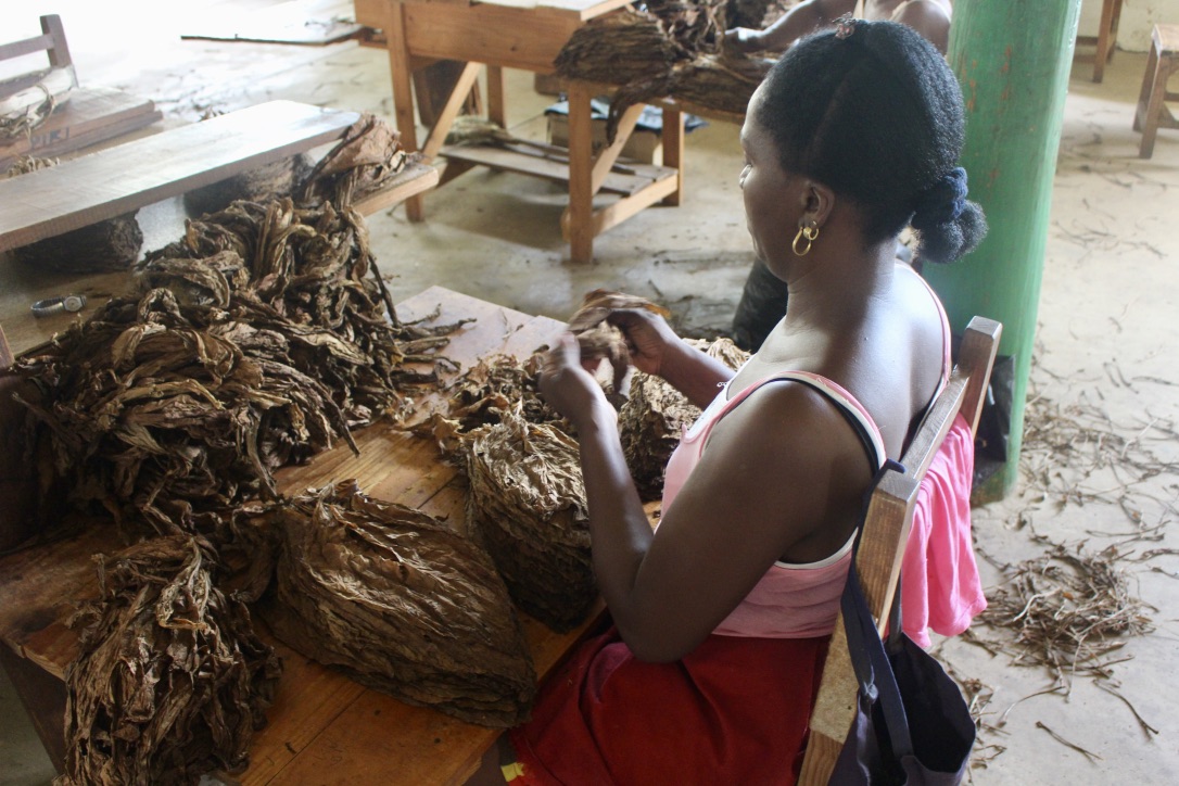 One of the many women sorting through Tobacco leaves at the factory