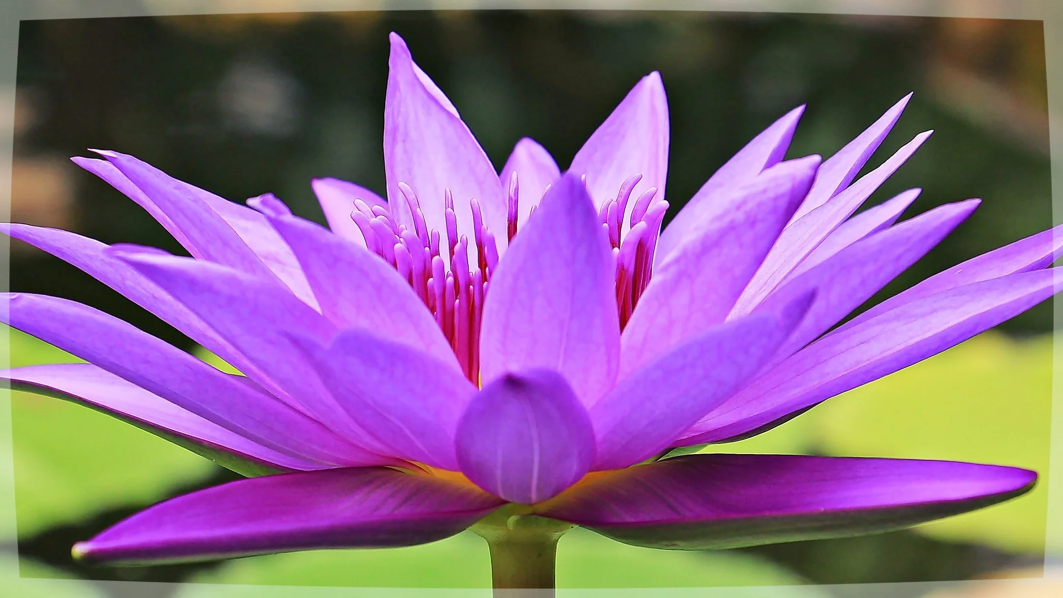 water-lily-nuphar-lutea-aquatic-plant-blossom-158284.jpeg