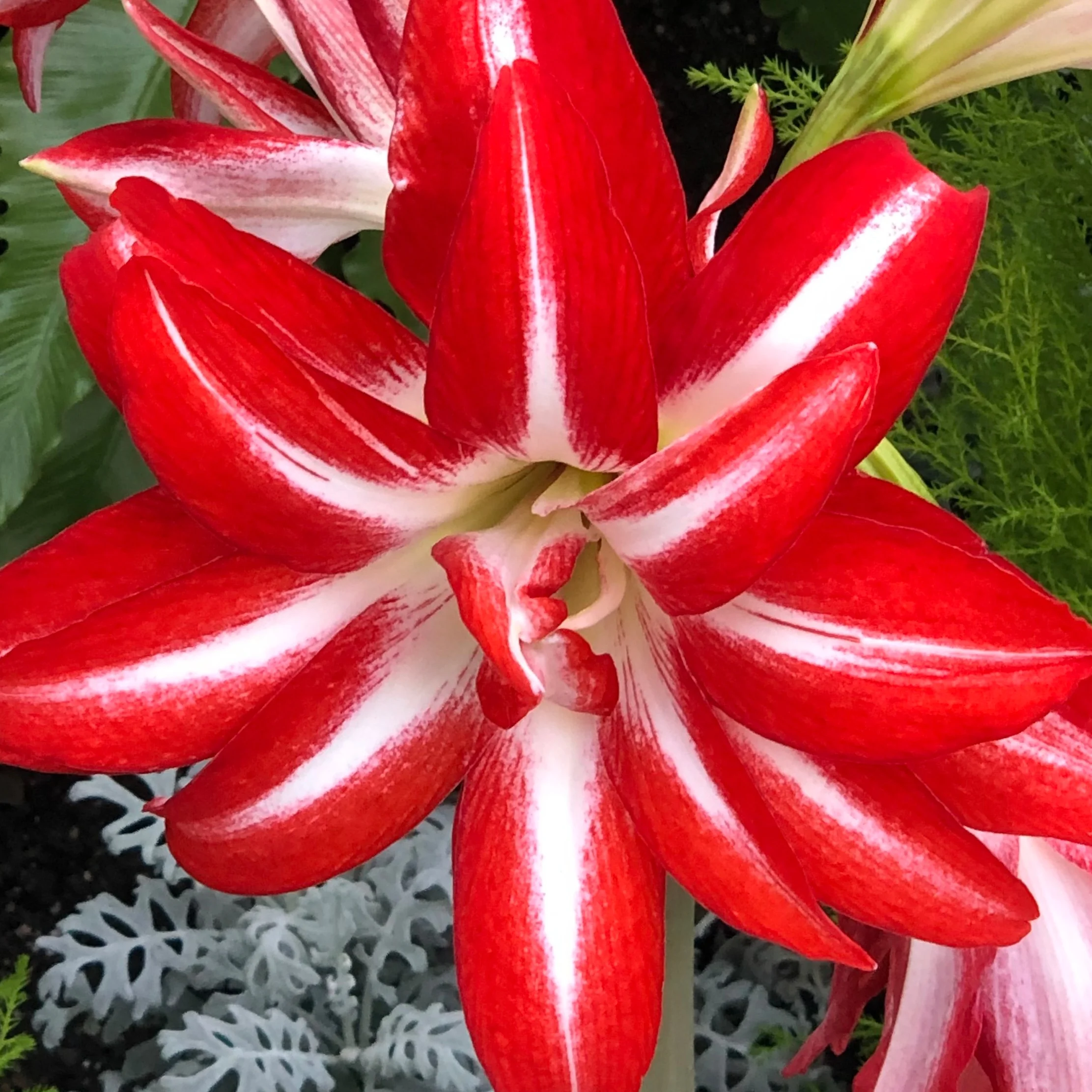 red+flower.jpg