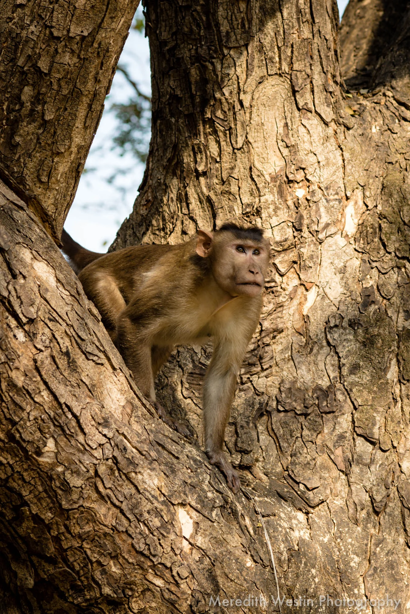 Meredith Westin Photographer-13.jpg