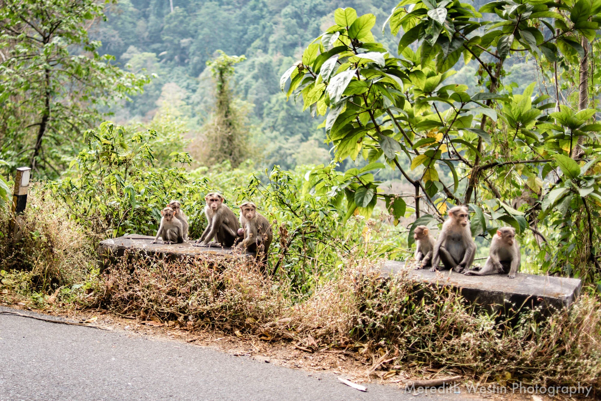 Meredith Westin Photographer-18.jpg