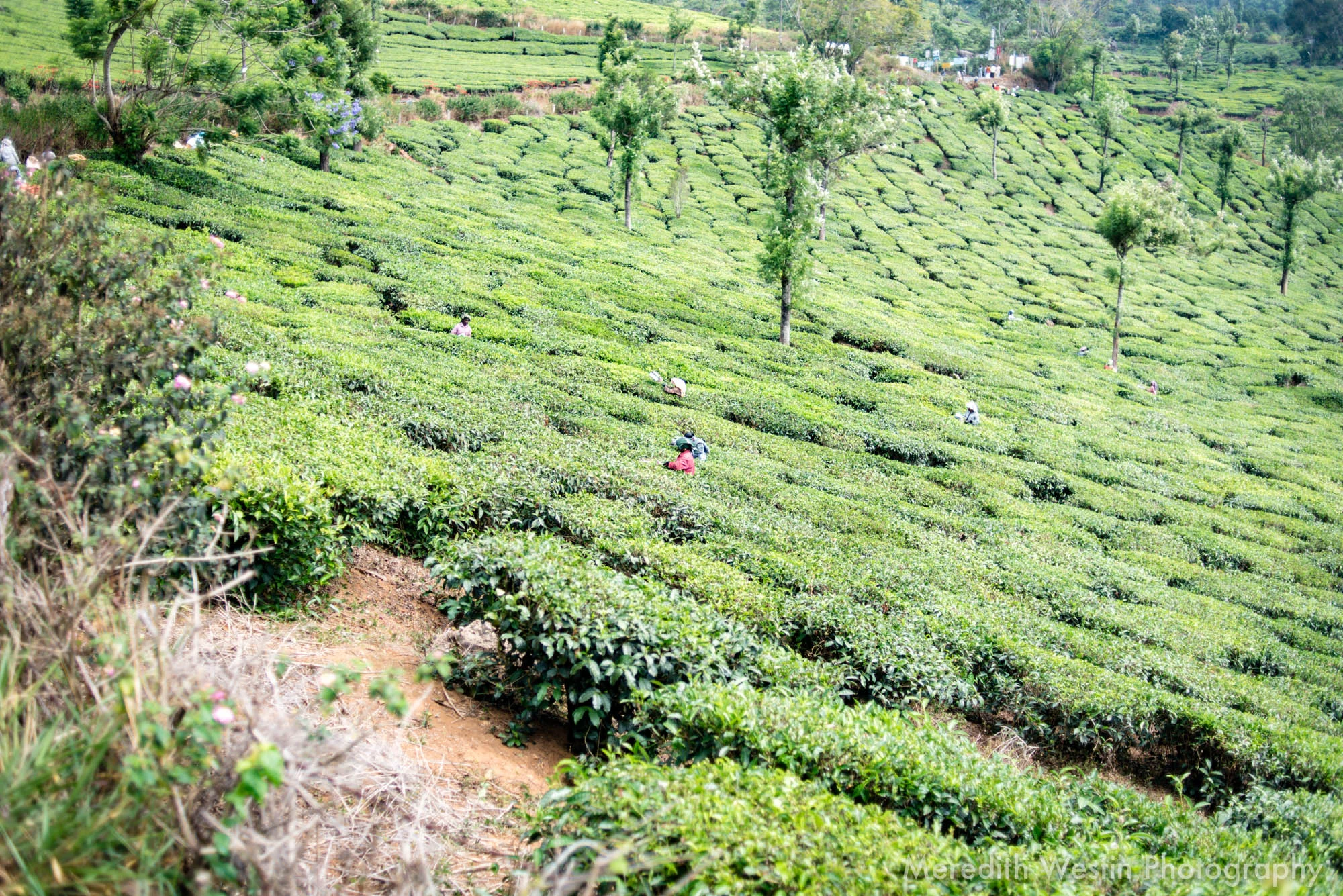 Meredith Westin Photographer-22.jpg