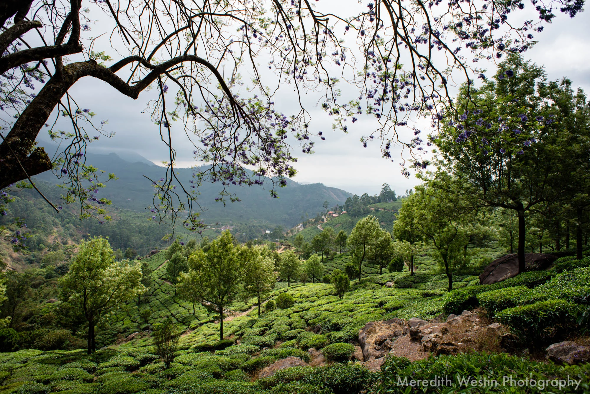 Meredith Westin Photographer-26.jpg