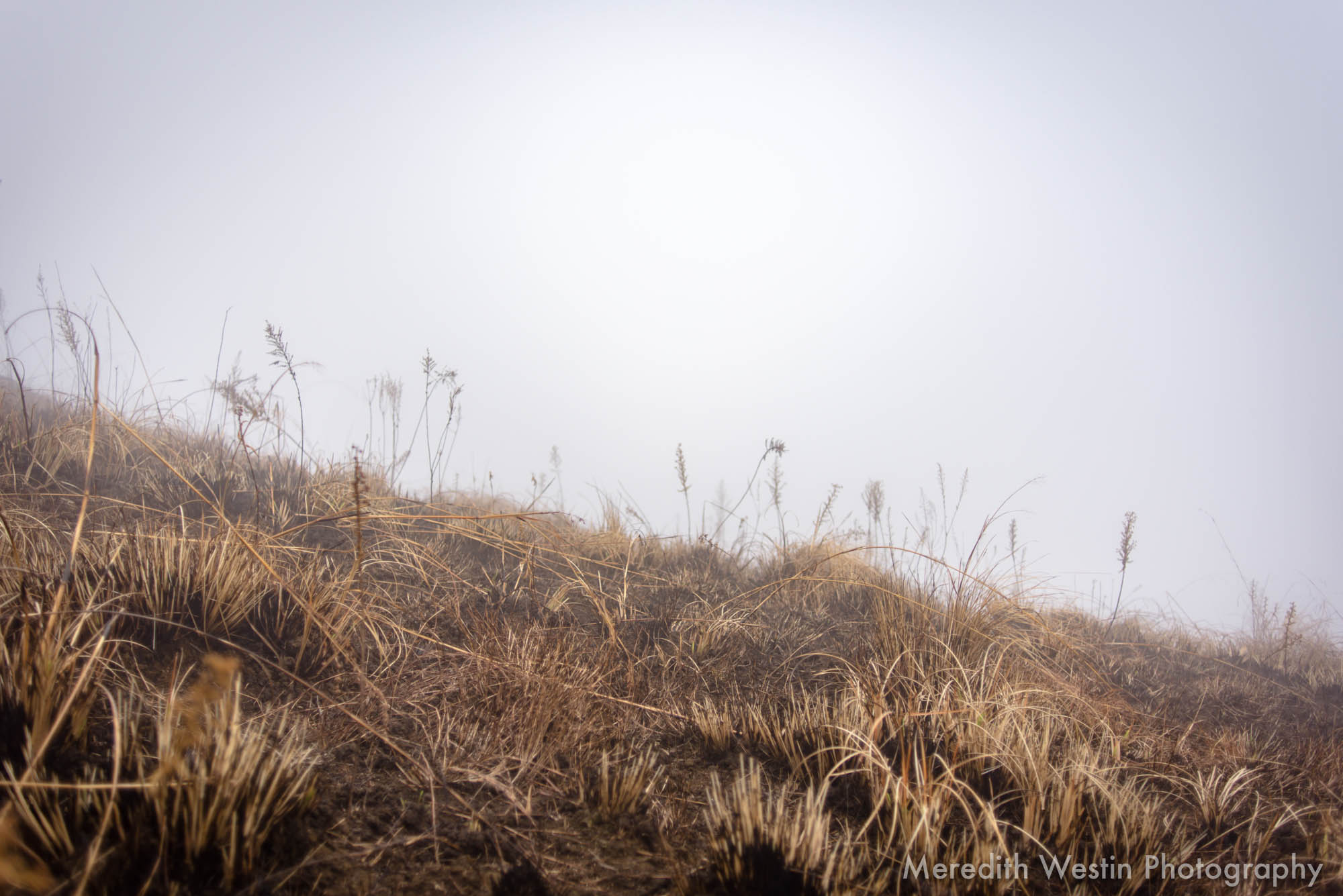 Meredith Westin Photographer-31.jpg