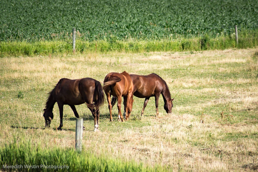July 8 - Meredith Westin Photography-1.jpg