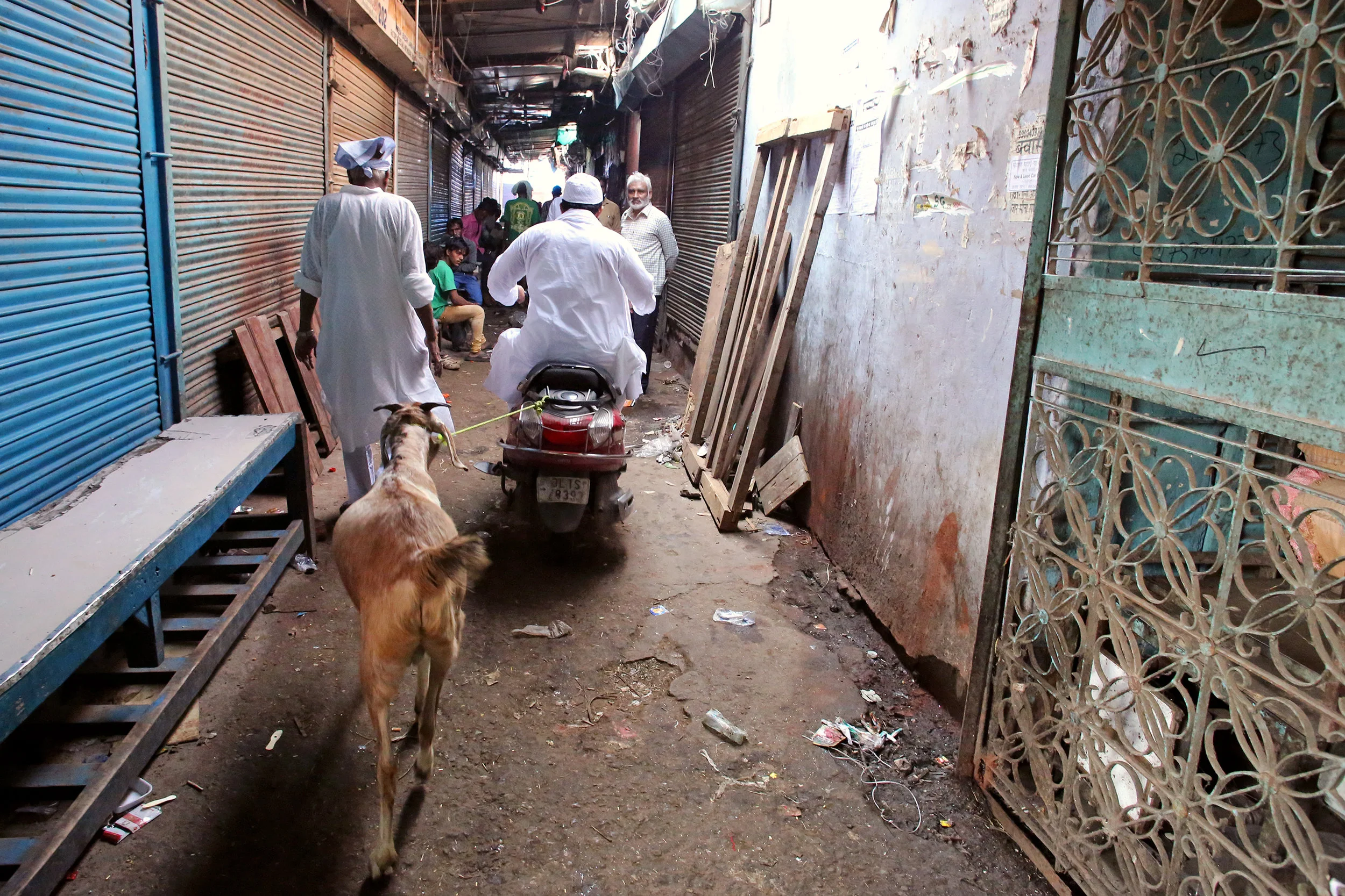 goat scoot.jpg