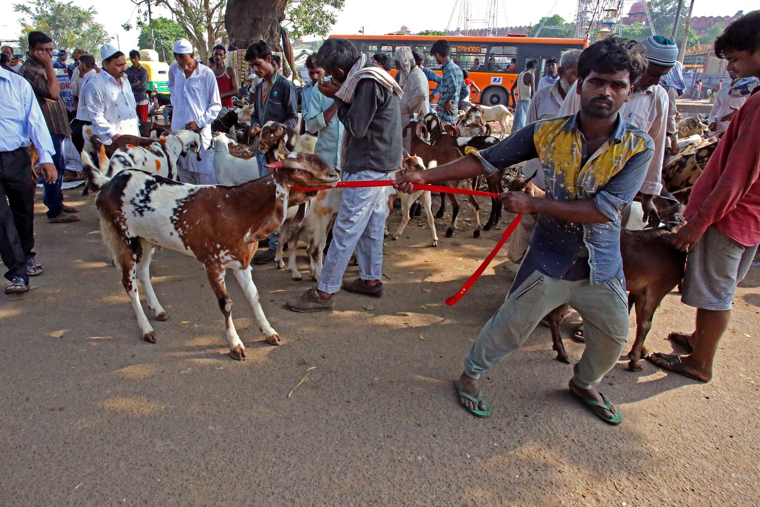 bakri.jpg