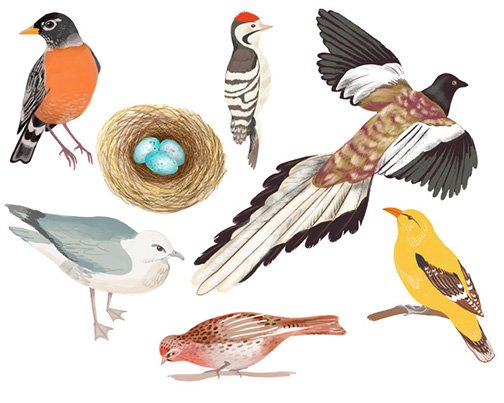 Birds