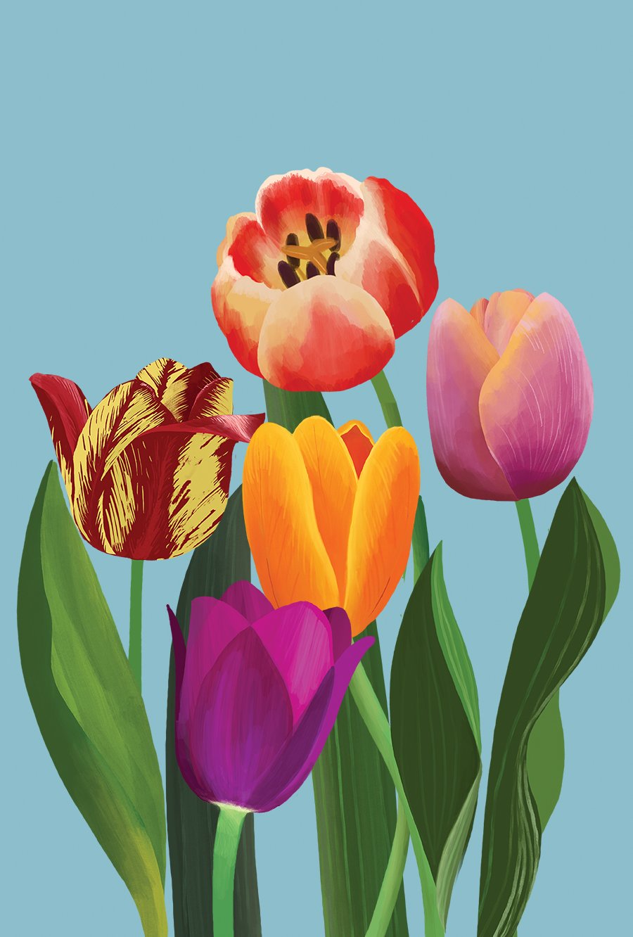 Tulips