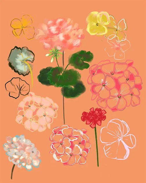 Geraniums