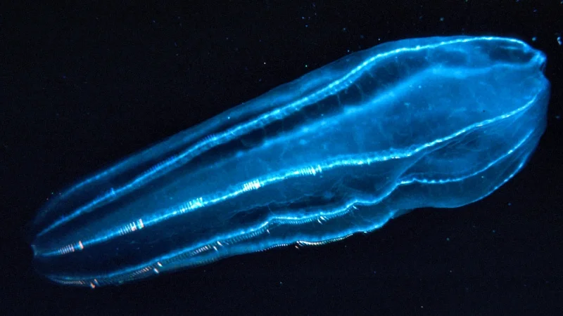 The zooplankton Beroidae use their hair-like projections called cilia to propel through the water. U.S. NOAA/ WIKIMEDIA COMMONS