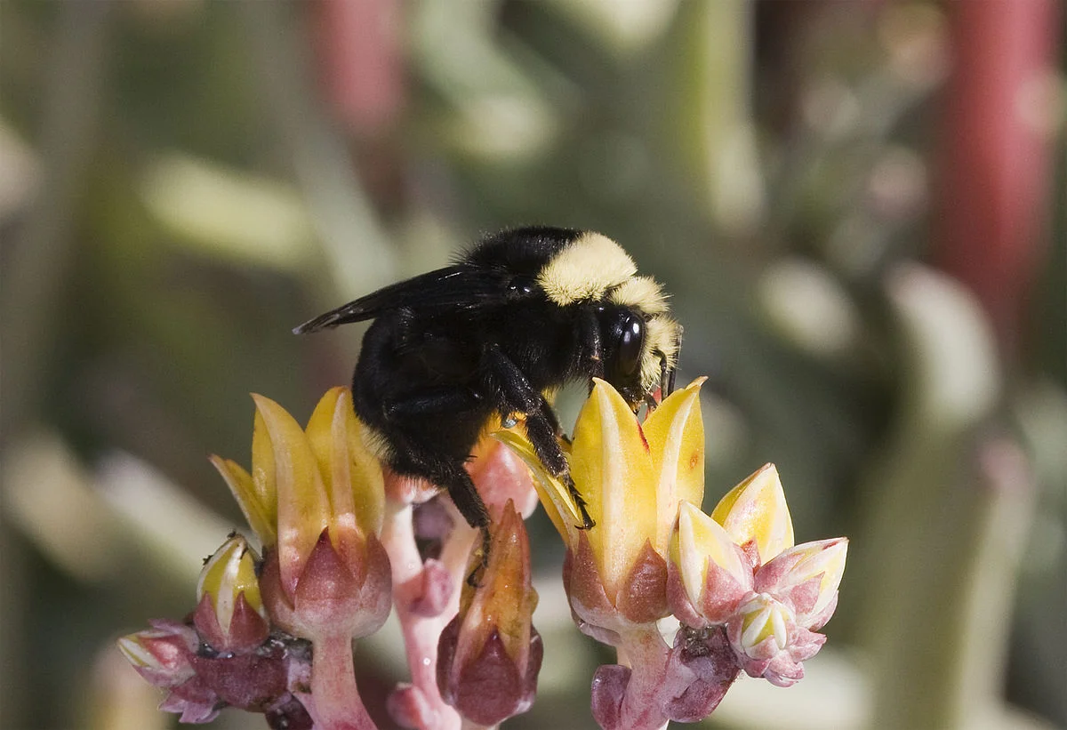 By Kevin Cole from Pacific Coast, USA (en:User:Kevinlcole) - 208-12749, CC BY 2.0, https://commons.wikimedia.org/w/index.php?curid=3664653