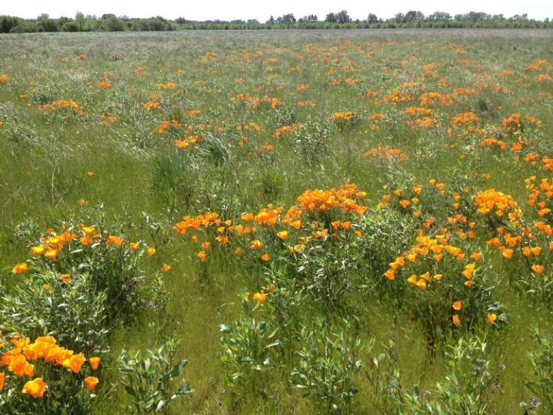 A restored field with wildflowers and native grasses grows at a site near a new levee built to protect Hamilton City. The Nature Conservancy
