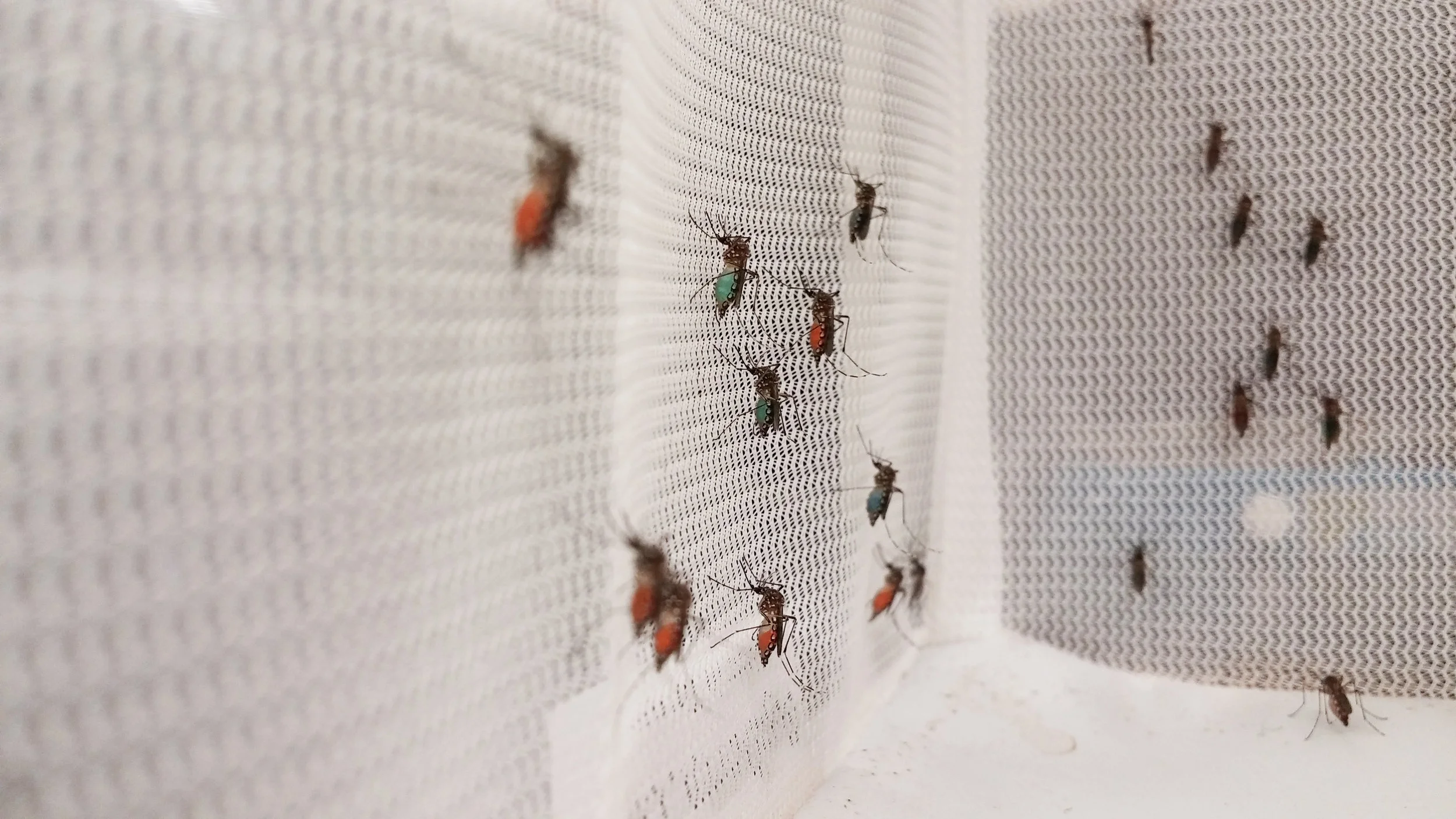 These mosquitoes have been fed a new artificial blood called "SkitoSnack." Kristina Gonzales