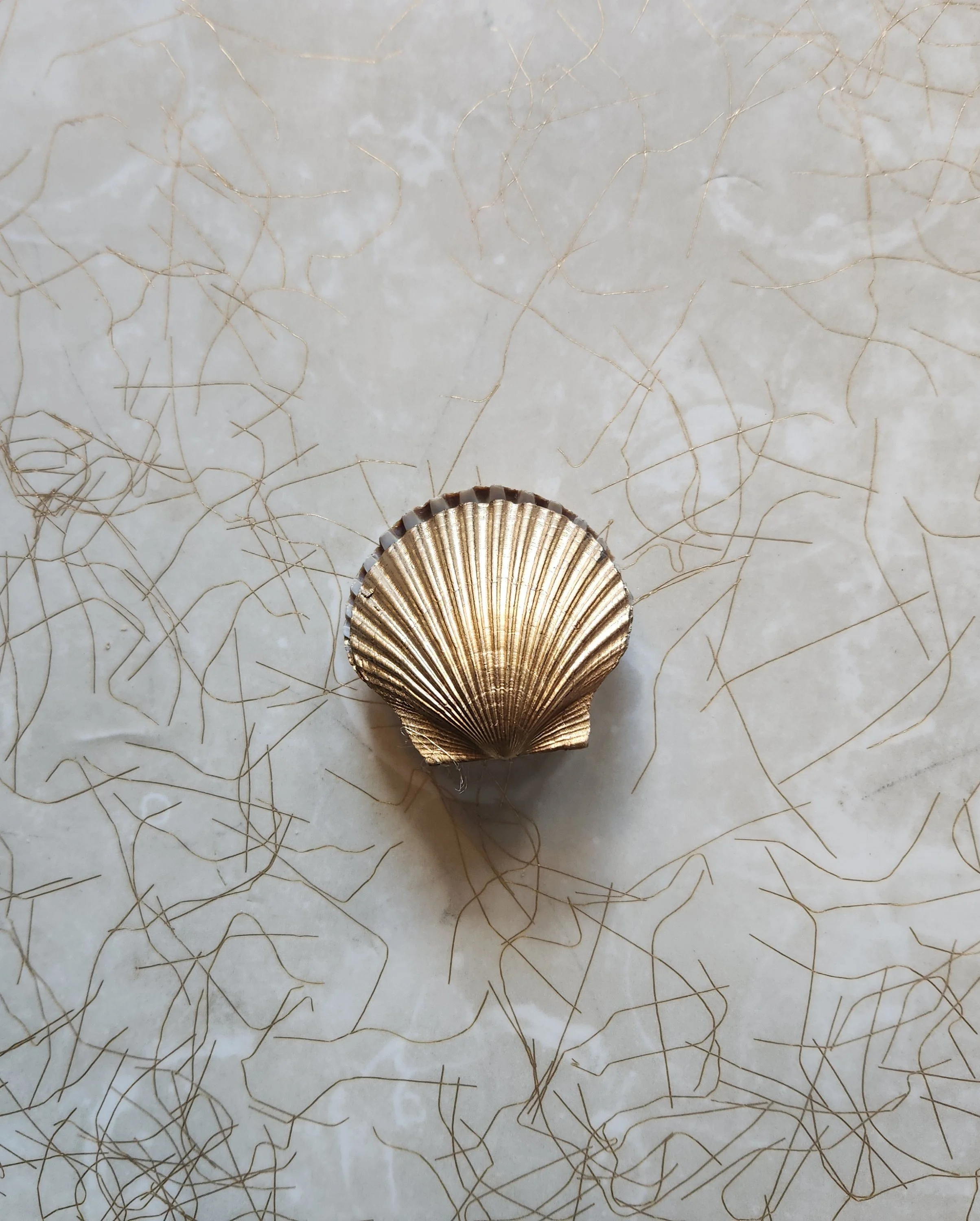 scallop box closed.jpg