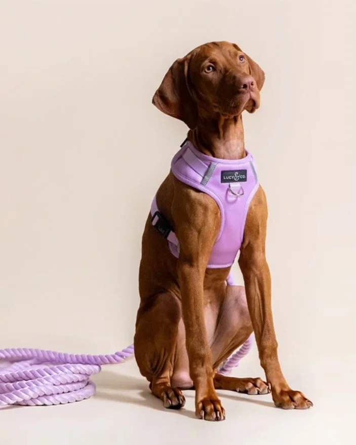 Good design is a dog&rsquo;s best friend 🦴 

A few years ago, we partnered with Lucy &amp; Co. to help grow their lineup from trendy pet accessories to more robust, functional gear. We designed a no-pull harness + treat bag duo built for real-world 