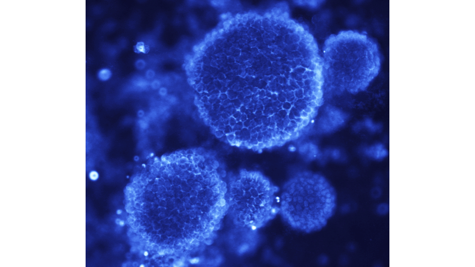 Transgenex Nanobiotech