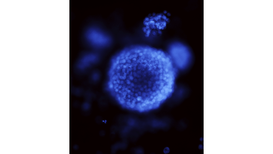 Transgenex Nanobiotech