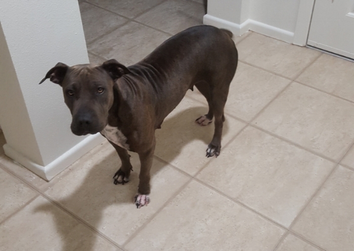 No Botox for me! These wrinkles are fabulous. This photo was taken a month and a half after she came to live with us. Many baths and a few pounds later, this is what she looks like.