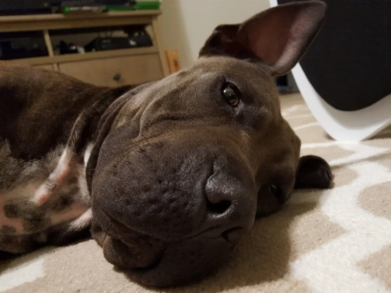 It's nice to be able to relax once in a while. Manatee is a relaxation connoissuer.