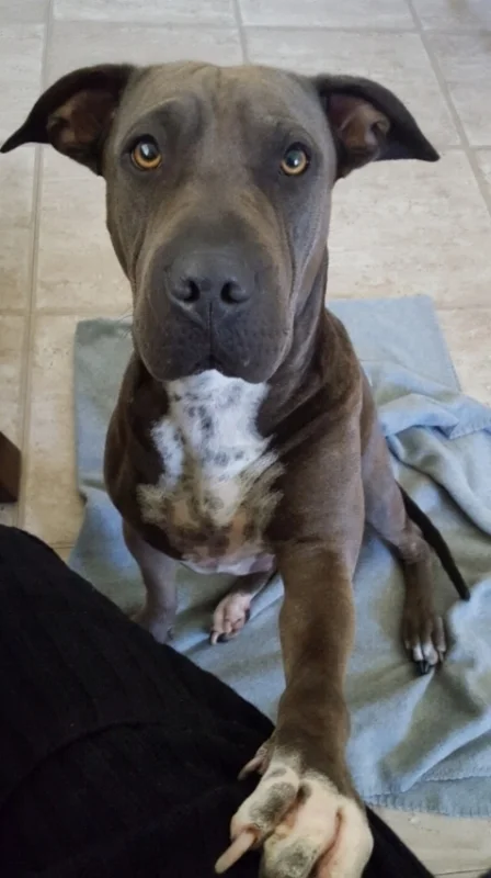 Were you just talking about chicken? Do you like my new fur coat?