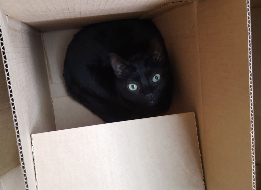 Unlimited boxes are a cat's favorite part of PCSing. 