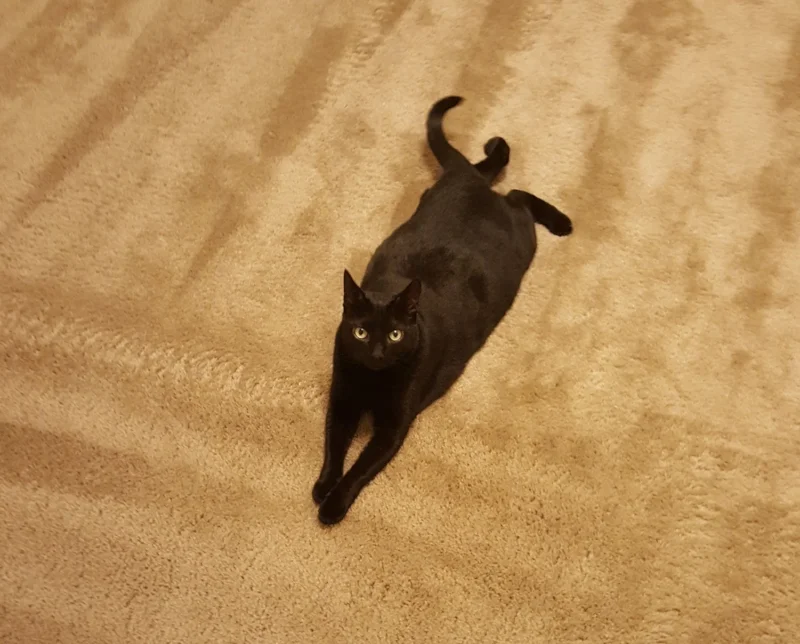 Summer on her first night in the new house. PCS to Hawaii: CHECK!