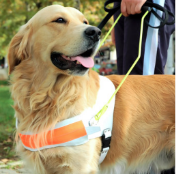 13 Organizations to Help Your Family Get a Service Dog for Your Child