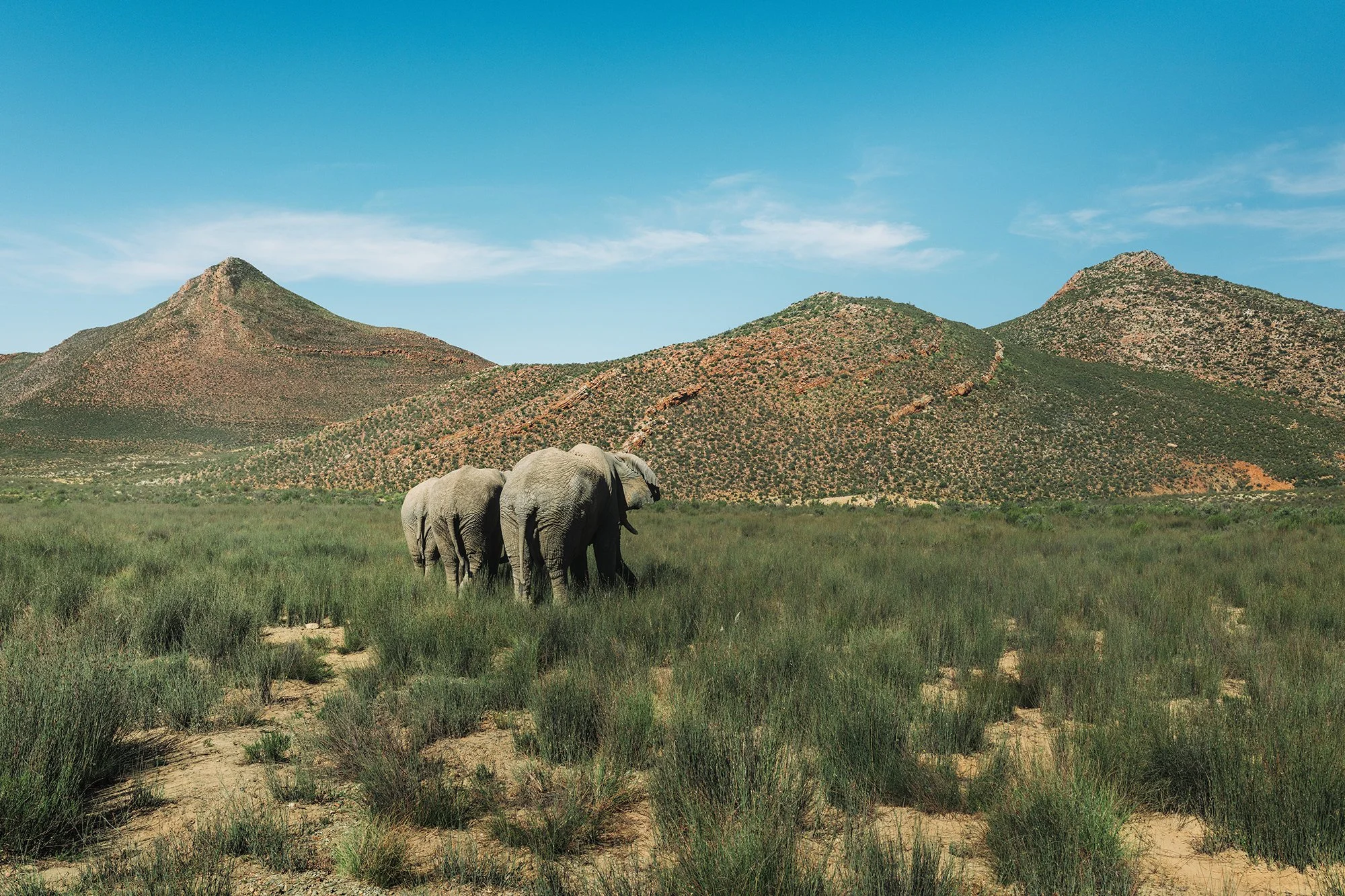 South Africa Safari_African Elephants_Emilia Wronski_.jpg