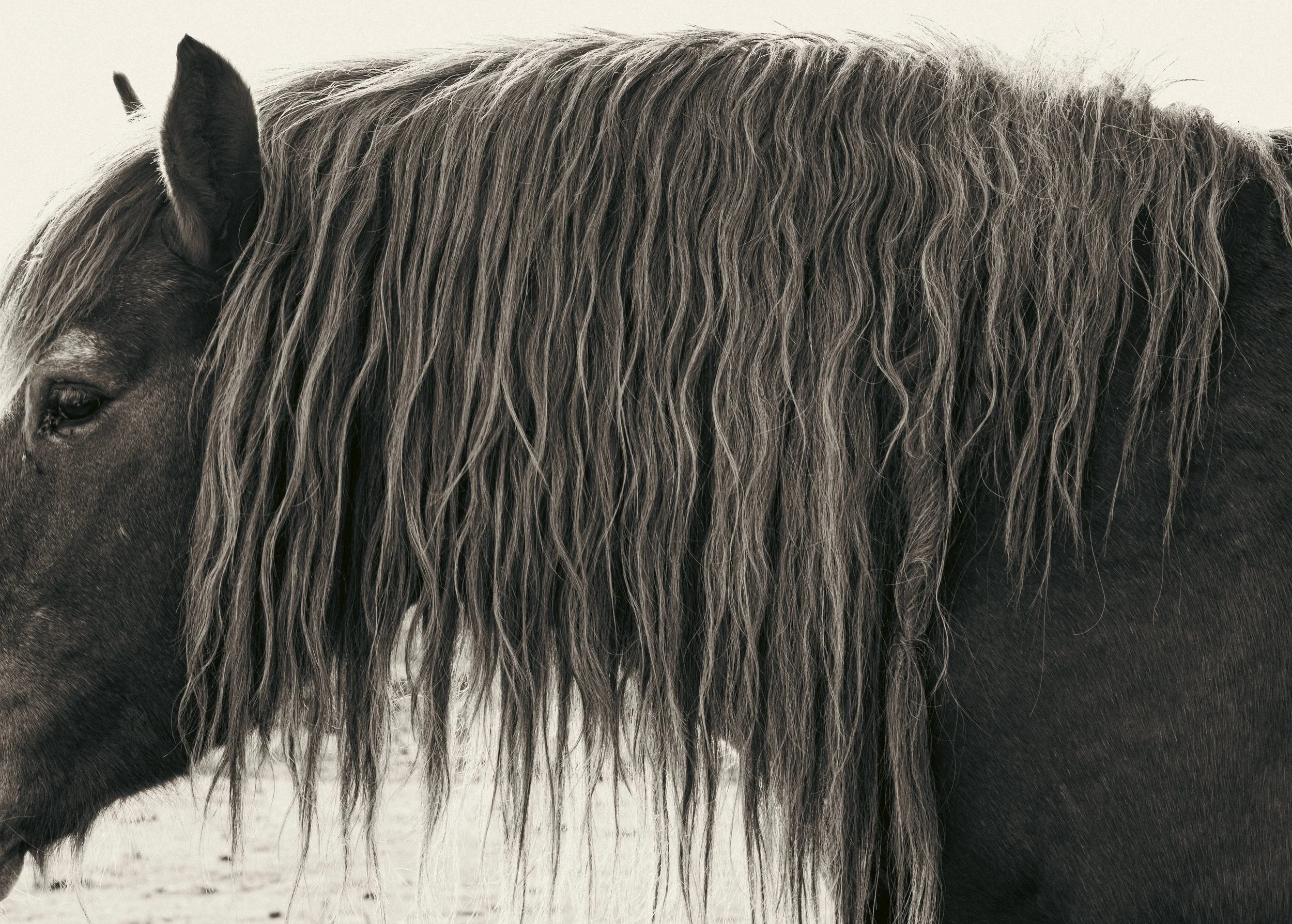 The Mane - Barcelona 2026