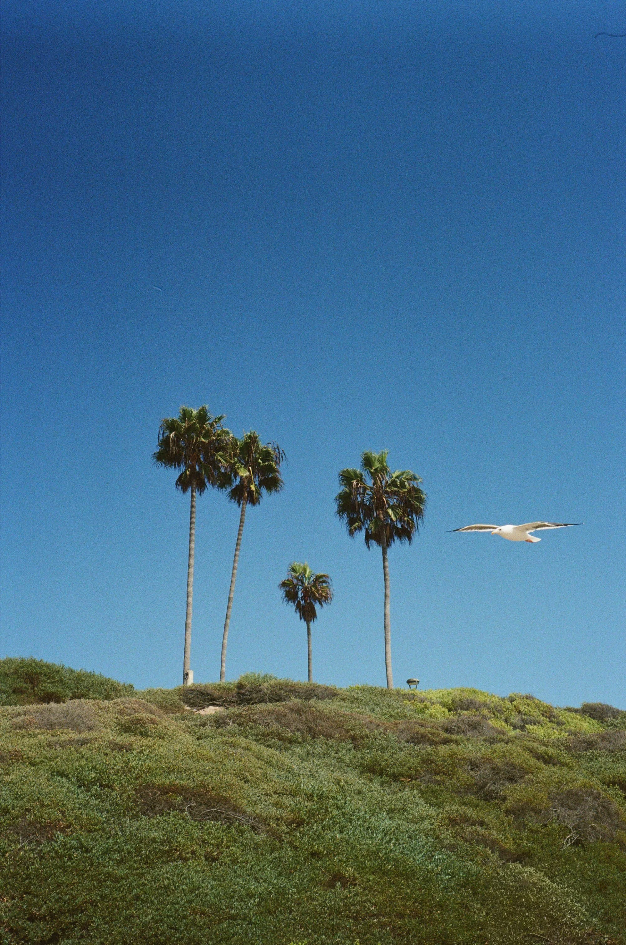 kodak_400_c_41_11264_151296_337156_000097070008.jpg