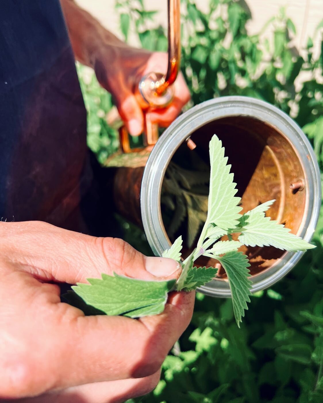 MEOW! Garden grown Cat Nip hydrosol experiments are underway and it wouldn&rsquo;t be possible without our handcrafted @copper.pro distiller. Nepeta Cataria hydrosol will be utilized in our outdoor spray and can also be fun for your feline friends!

