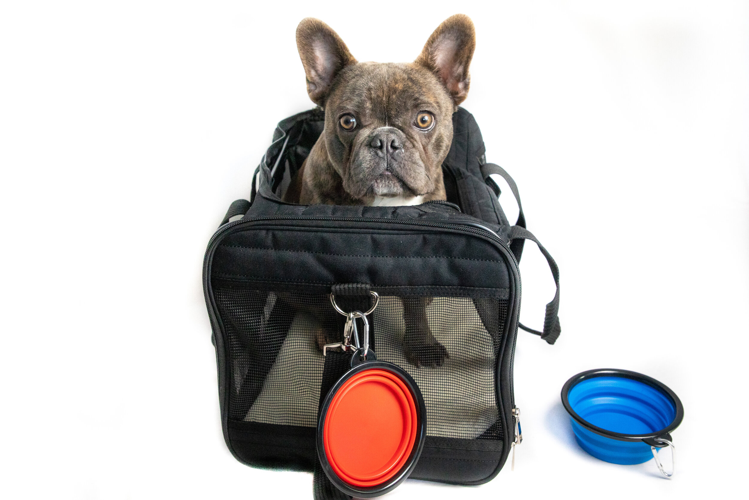 Dog_Carrier_Product_Shots (15 of 21).jpg