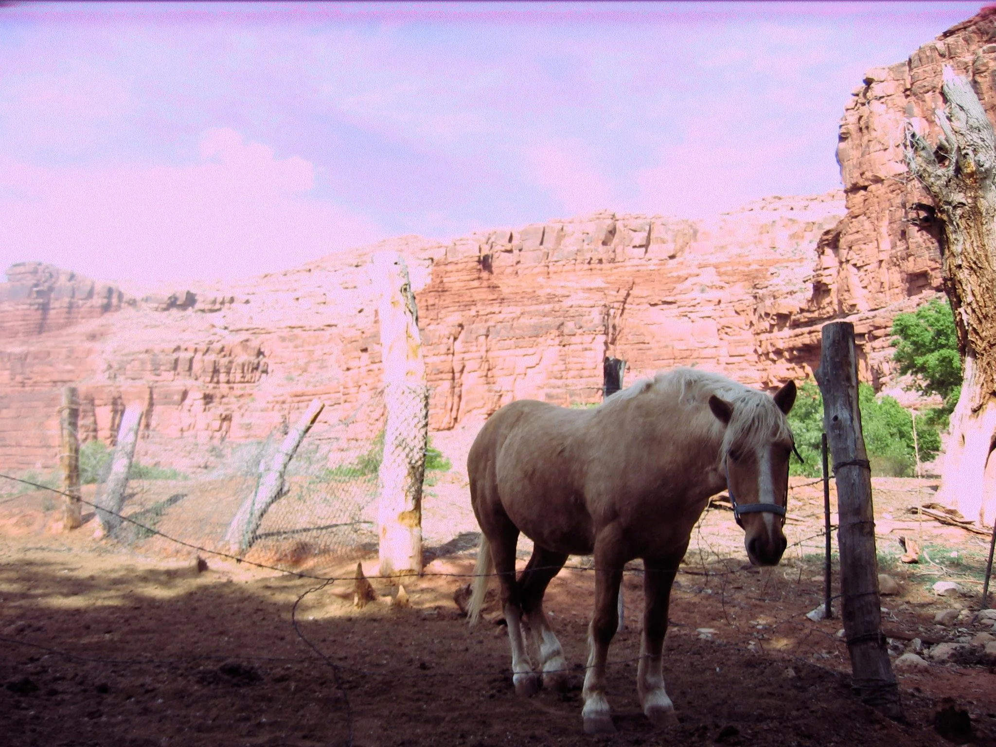 havasupai horse.jpg