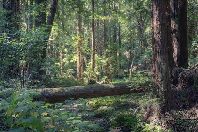 Beginner Butano Creek Backpacking 