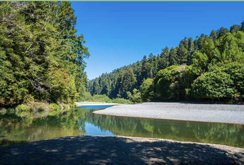 Redwoods Creek Tall Trees Intermediate Backing