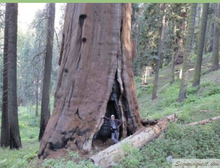 Intermediate Garfield Sequoia Grove Backpacking