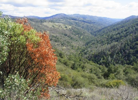 Intermediate Henry W Coe Backpacking