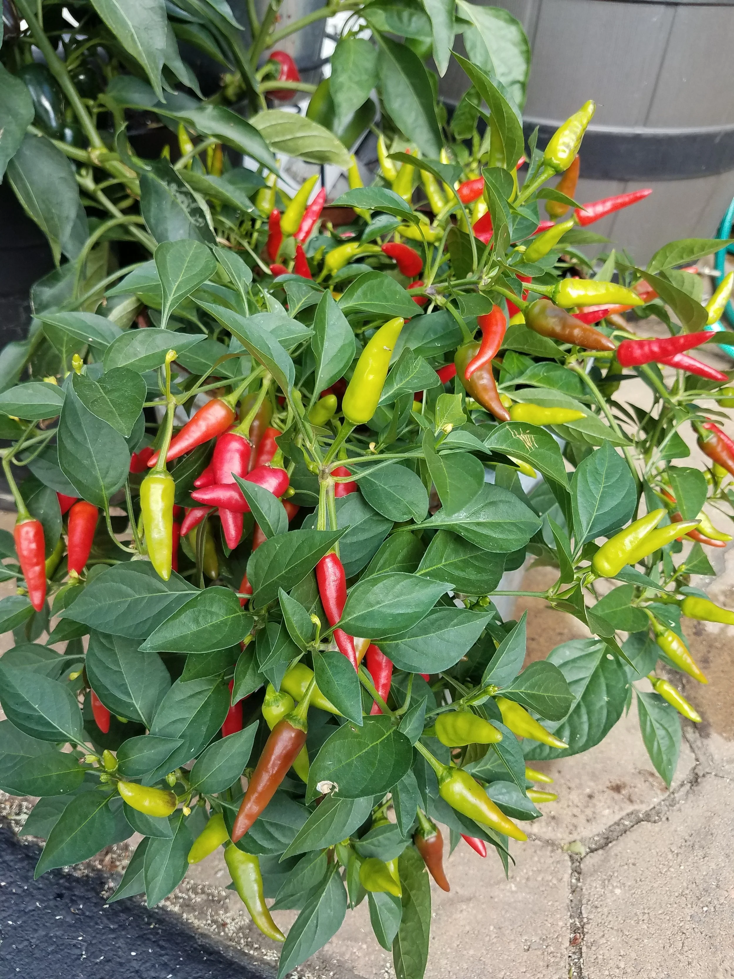 20170901_103047.jpg