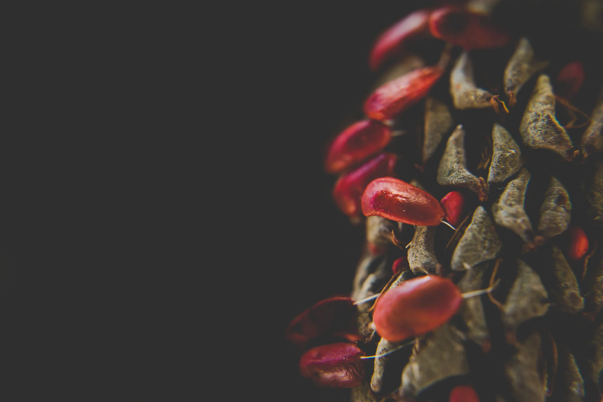 Some macro filter fun