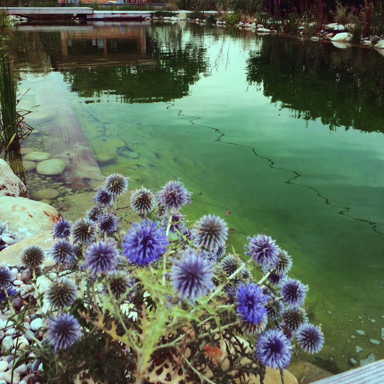 piscine chardon.JPG